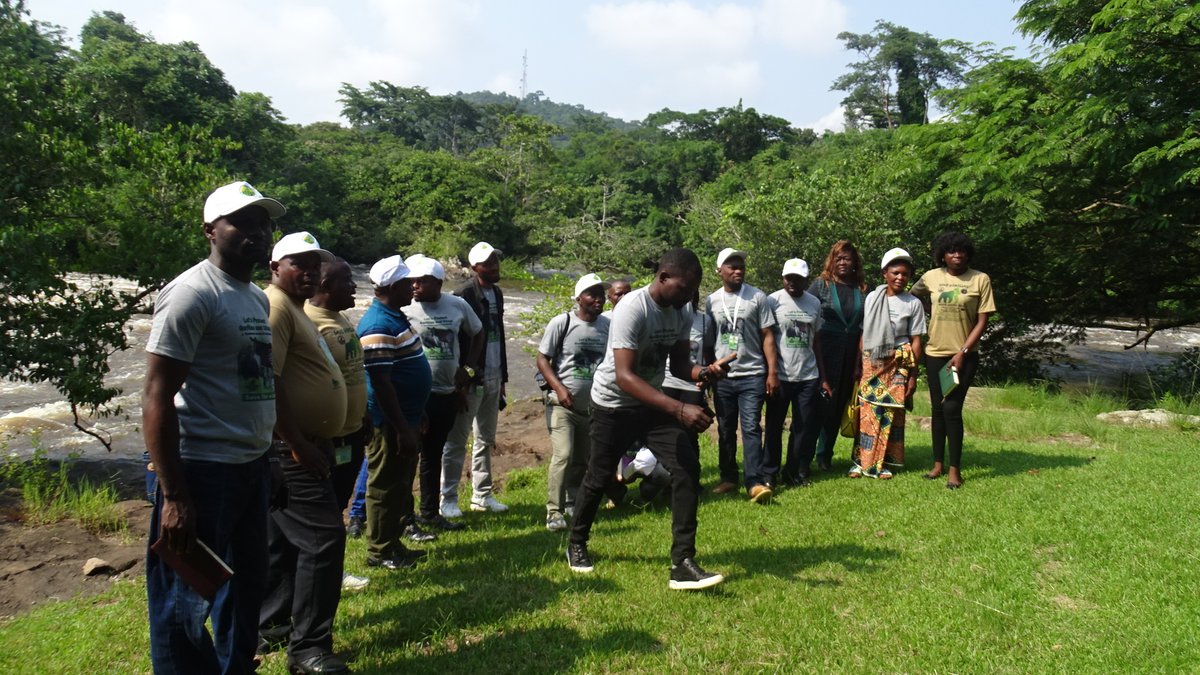 GRACE Gorillas tweet media