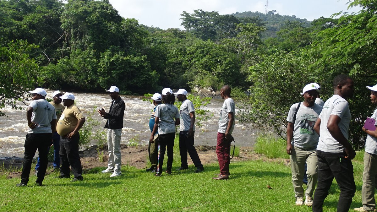 GRACE Gorillas tweet media