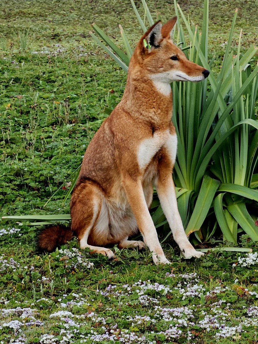 This #ethiopianWolf wolf is the dominant female in the TAR pack. She has been dominant female for two years in the TAR pack. She started giving birth in 2023 and 2024. Her mother was dominant in the TAR pack when she was alive. But now she has replaced her daughter.
<a href="/KyKebero/">EWCP Ethiopian Wolf Conservation</a>