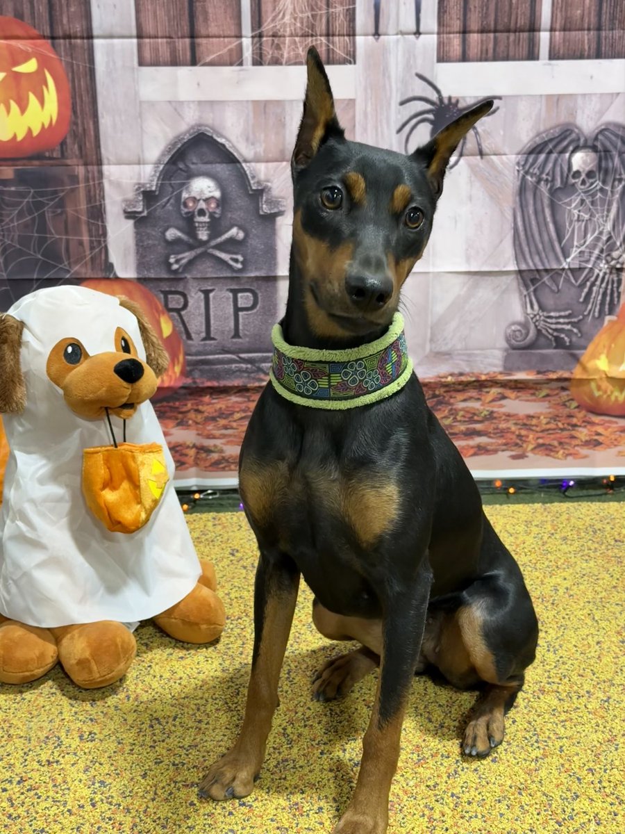 Ryanne Dolan tweet media