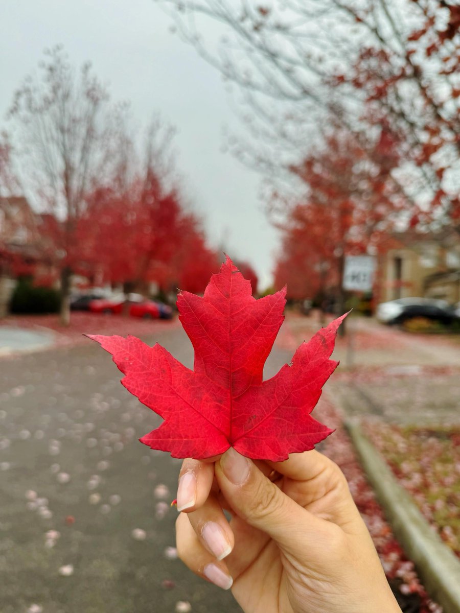 The maple leaves in the fall look like burning fireballs, glittering in the sunlight, beautiful!🍁🍁