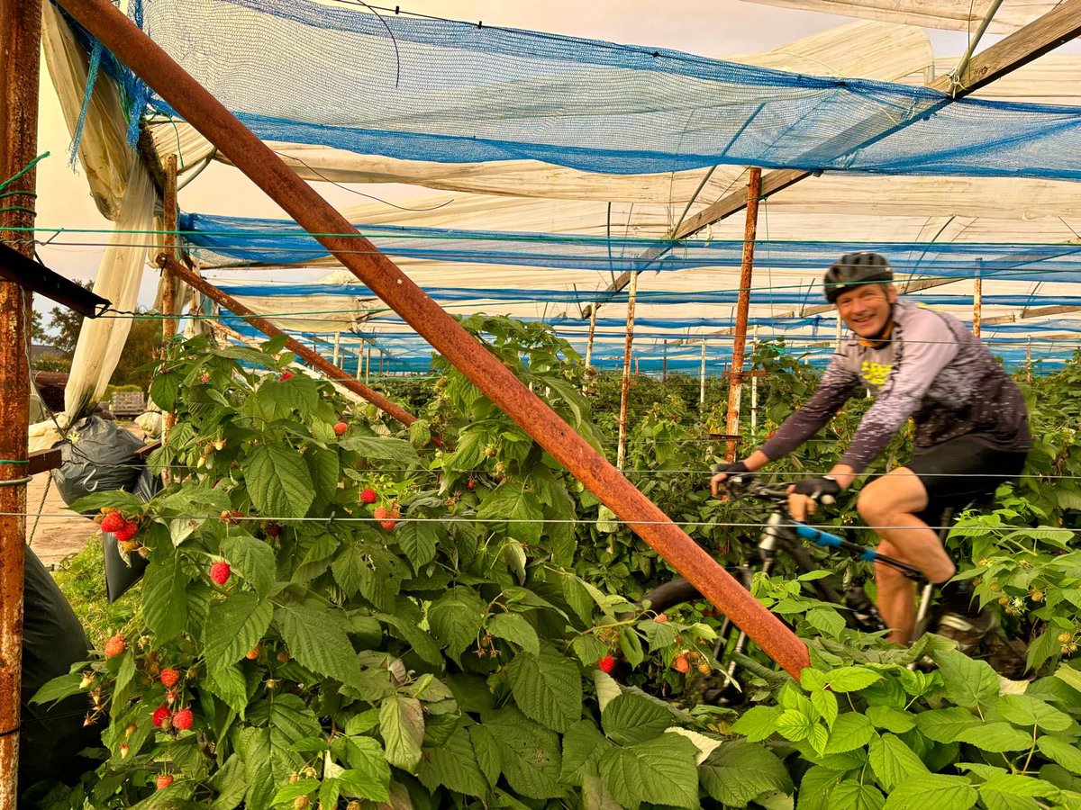 Deze frambozen hangen er voor jou! Waar eet je tijdens een MTB avondtocht nog vers fruit? Alleen bij “ALS het licht uit gaat” zaterdag 19 oktober. We hebben nog enkele plaatsen. Kijk op onze site en schrijf je in. Vol = vol! #mtbavondtocht ⁦<a href="/ALS_WATB/">alshetlichtuitgaat</a>⁩