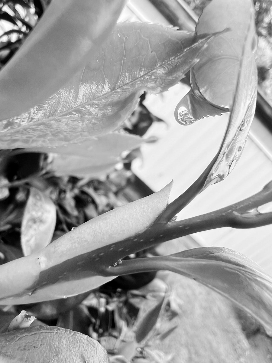 Lord Wes from Canberra (@wapple15) on Twitter photo Saturday #BlackAndWhiteMacro #Bnw_Macro 
#AlphabetChallenge #WeekPforPOV  Playing with anglesโฆ Saturday #BlackAndWhiteMacro #Bnw_Macro 
#AlphabetChallenge #WeekPforPOV  Playing with anglesโฆ