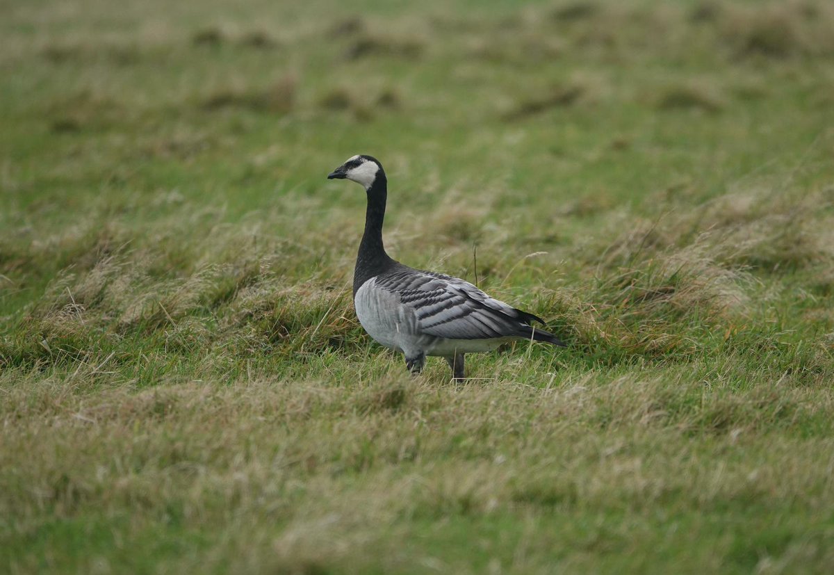 A second day of Cory's Shearwater madness with the end of day total clocking in at 35 birds! Best of the rest, 2 Purple Sandpiper, 2 Arctic Skua, Ortolan Bunting (present for second day), Snow Bunting, 2 Mediterranean Gull and Barnacle Goose 📷 <a href="/BirdGuides/">BirdGuides</a>