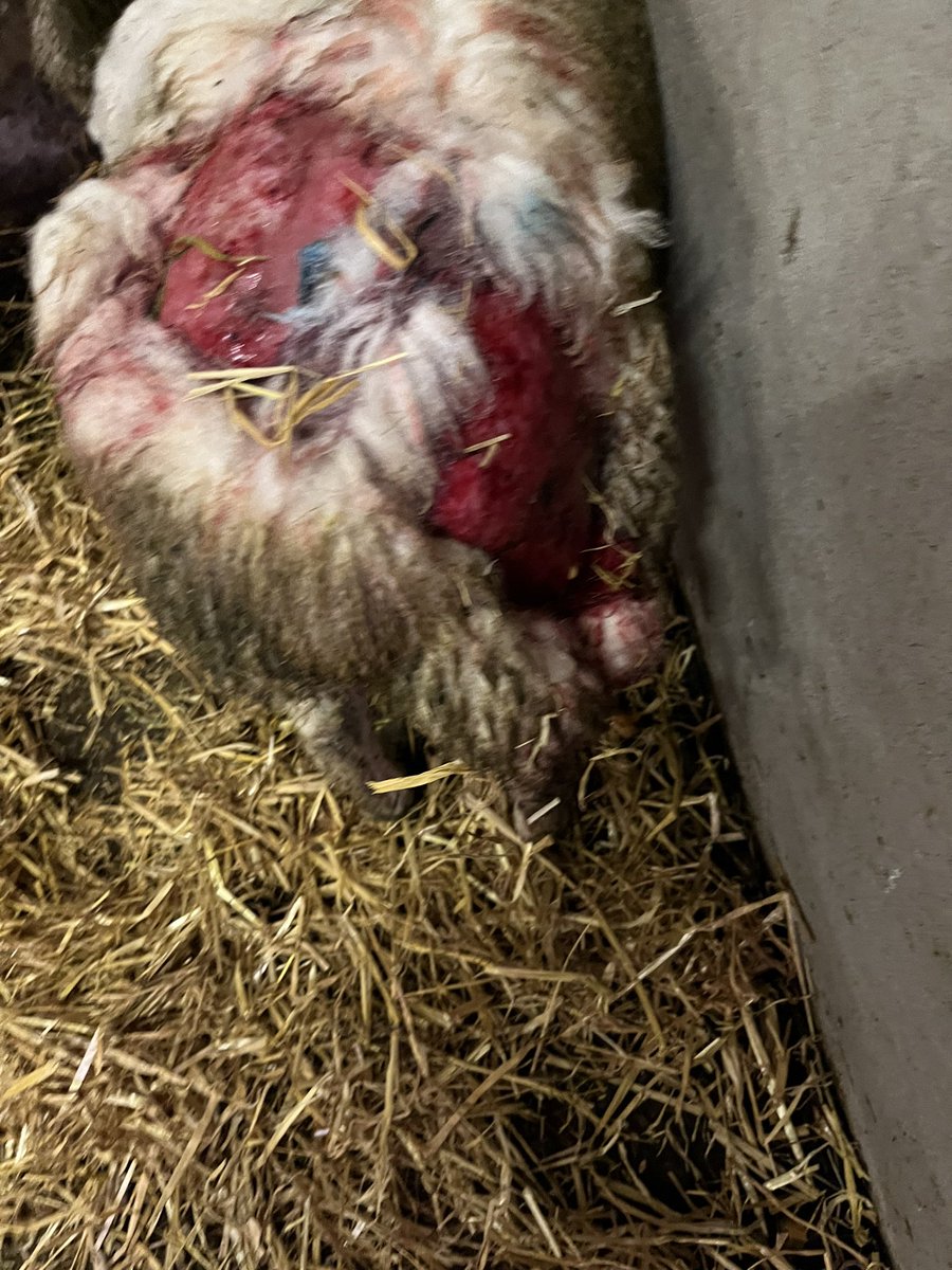 To all dog owners, please please keep your dogs under control, particularly in the countryside, I had a flock of sheep attacked and injured earlier this morning. A very distressing moment for the flock of sheep. It really is totally barbaric that a dog could do this to livestock.