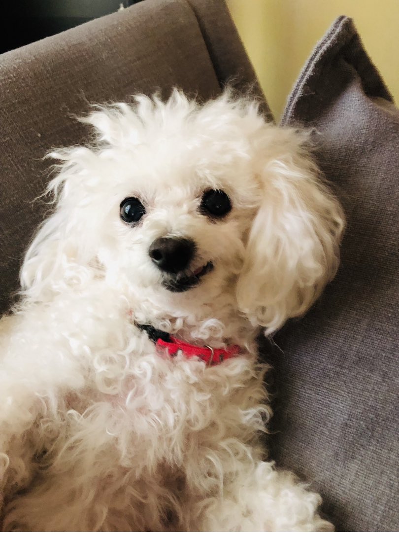 AmyElli0ttDunne's tweet image. Those of you who have euthanized your senior dog… how did you know it was time? I’m getting a little pressure from family and friends to let my little doggy go. 

I’m just not sure it’s time. 

How did you know? 

Pic for tax