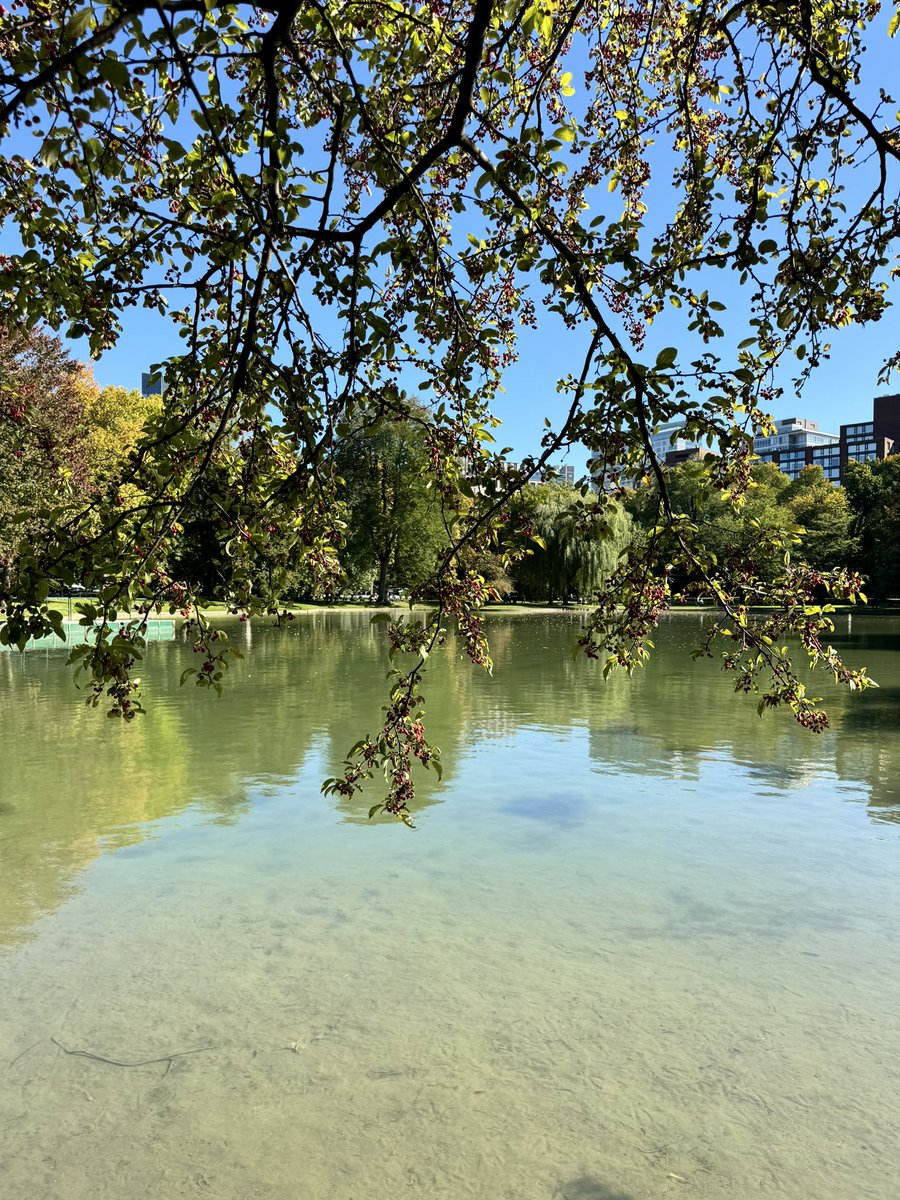 DrMarthaGulati's tweet photo. Boston might be my favorite city in 🇺🇸 (even if I am the only one in a winter coat in October! I am cold!). #Boston #bostoncommons #makewayforducklings 🦆🦆🦆🦆🦆🦆🦆 https://t.co/L2qdAOlGRq