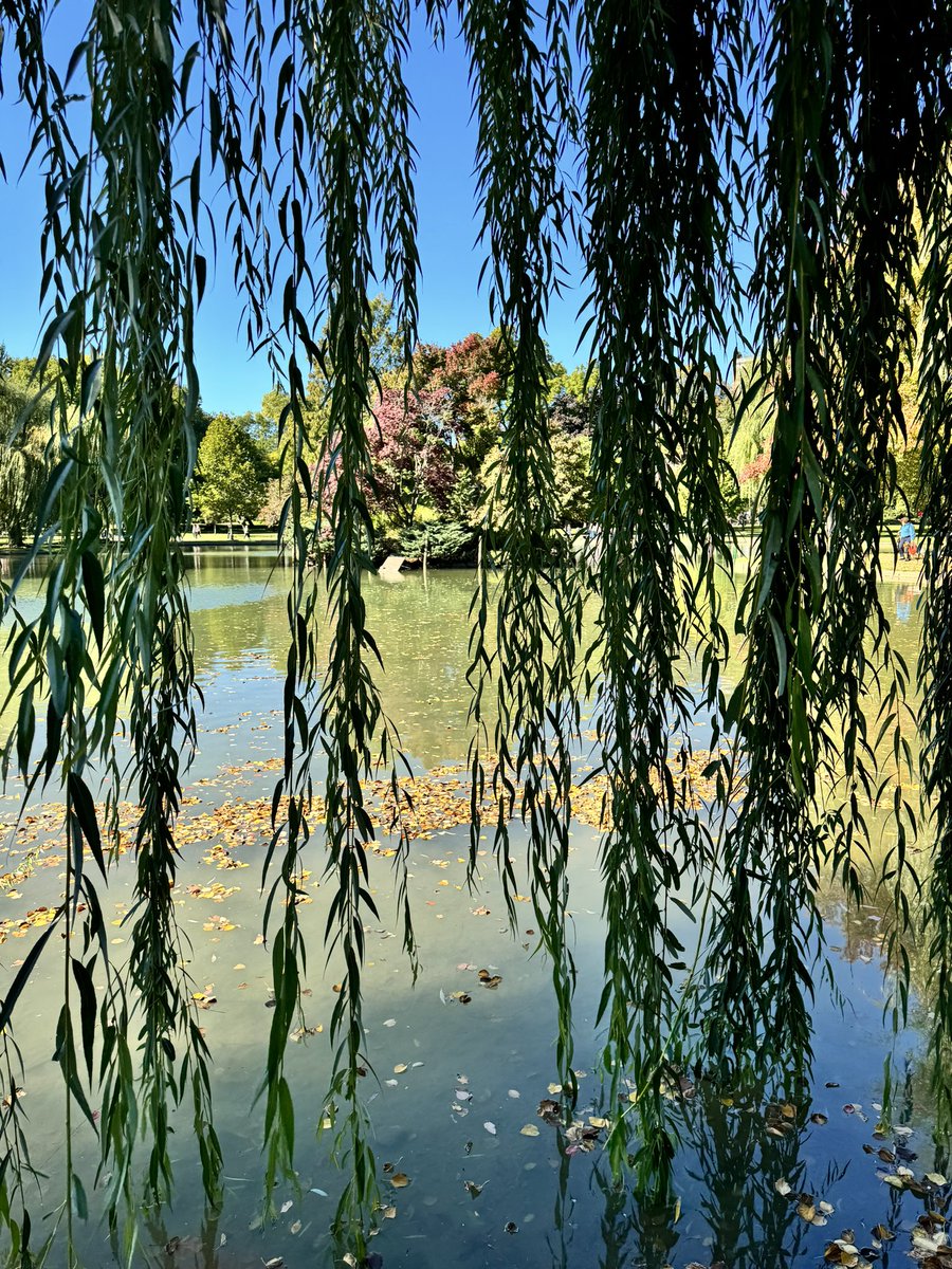 DrMarthaGulati's tweet photo. Boston might be my favorite city in 🇺🇸 (even if I am the only one in a winter coat in October! I am cold!). #Boston #bostoncommons #makewayforducklings 🦆🦆🦆🦆🦆🦆🦆 https://t.co/L2qdAOlGRq