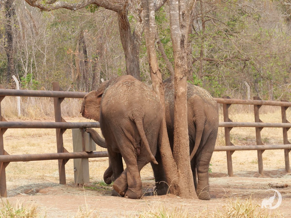 GlobalElephants's tweet photo. Today's #Elefact is about a special pouch located in elephant mouths that allow them to store water for later use.
In this photo, Guille is standing next to Bambi who is standing with her legs crossed while she drinks from a water trough.
Read more: https://t.co/R8Vg9wOWin https://t.co/AbaovU9xZC