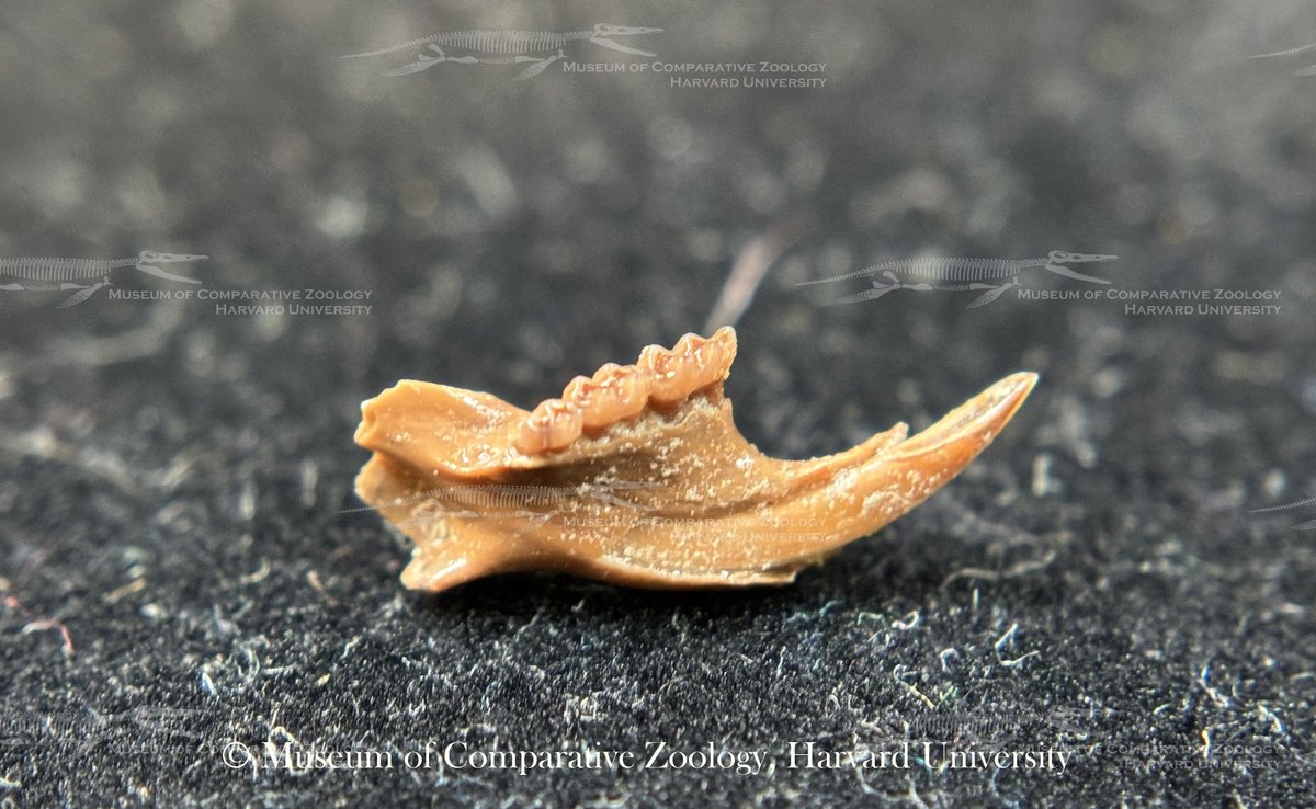 Tiny jaws can take big bites! Grasshopper mice, like this Onychomys fossilis from the Pleistocene of Kansas, are insectivorous and can even eat vertebrates like snakes and other mice! #MCZVertPaleo #FossilFriday