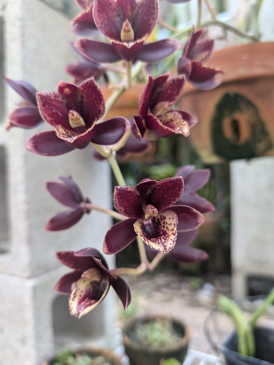 orchids2c's tweet photo. Here's a little blooming action to start off the weekend.

#orchid #catasetum #bloom https://t.co/A6NmXBJVJN