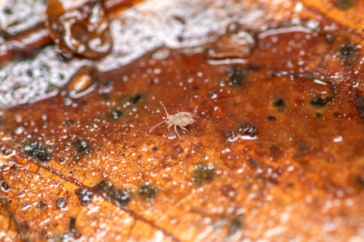 RigdenDebbie's tweet photo. Two photos of the same juvenile collembola Dicyrtomina saundersi Springtail, size around 1.5mm, first pic using 105mm macro lens + 2x converter + 1.4 converter second image is maximum focus distance of lenses and cropped
#Springtails #collembola #globularspringtail #Entomology https://t.co/nFiKXzblEi