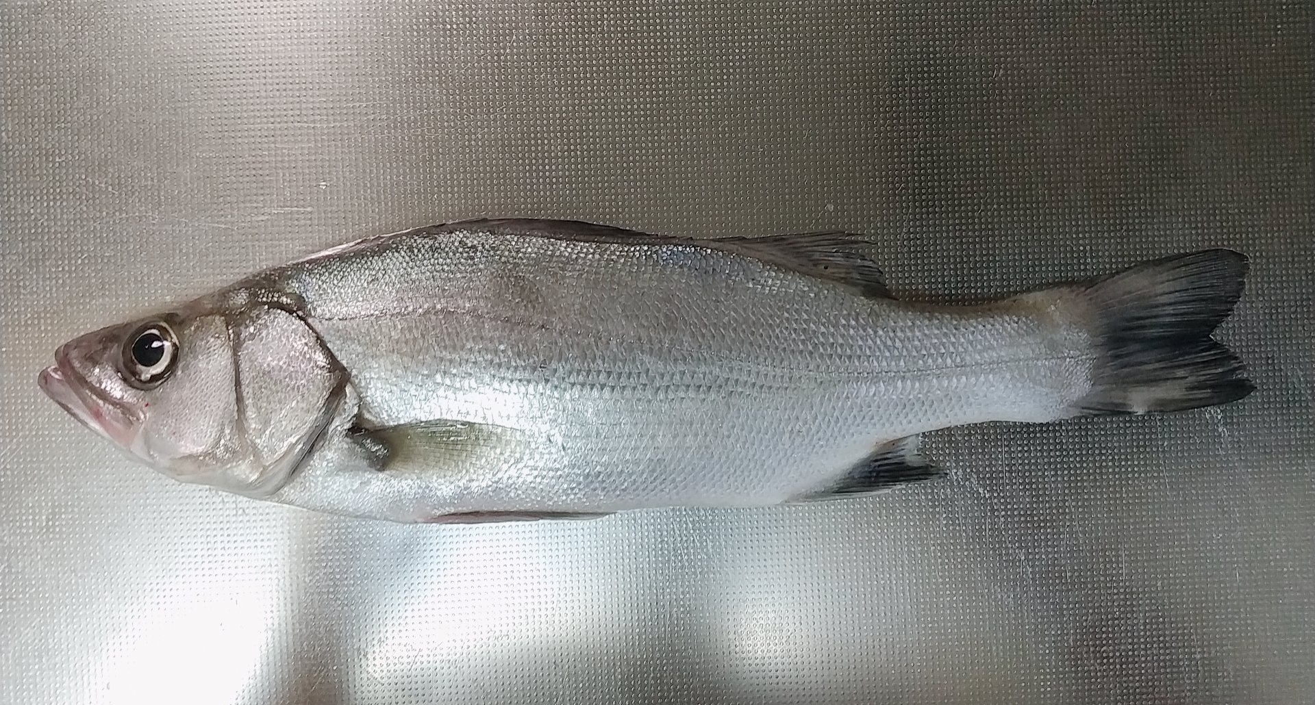 ルアーマン🐟 (@LureFishing0502) / X