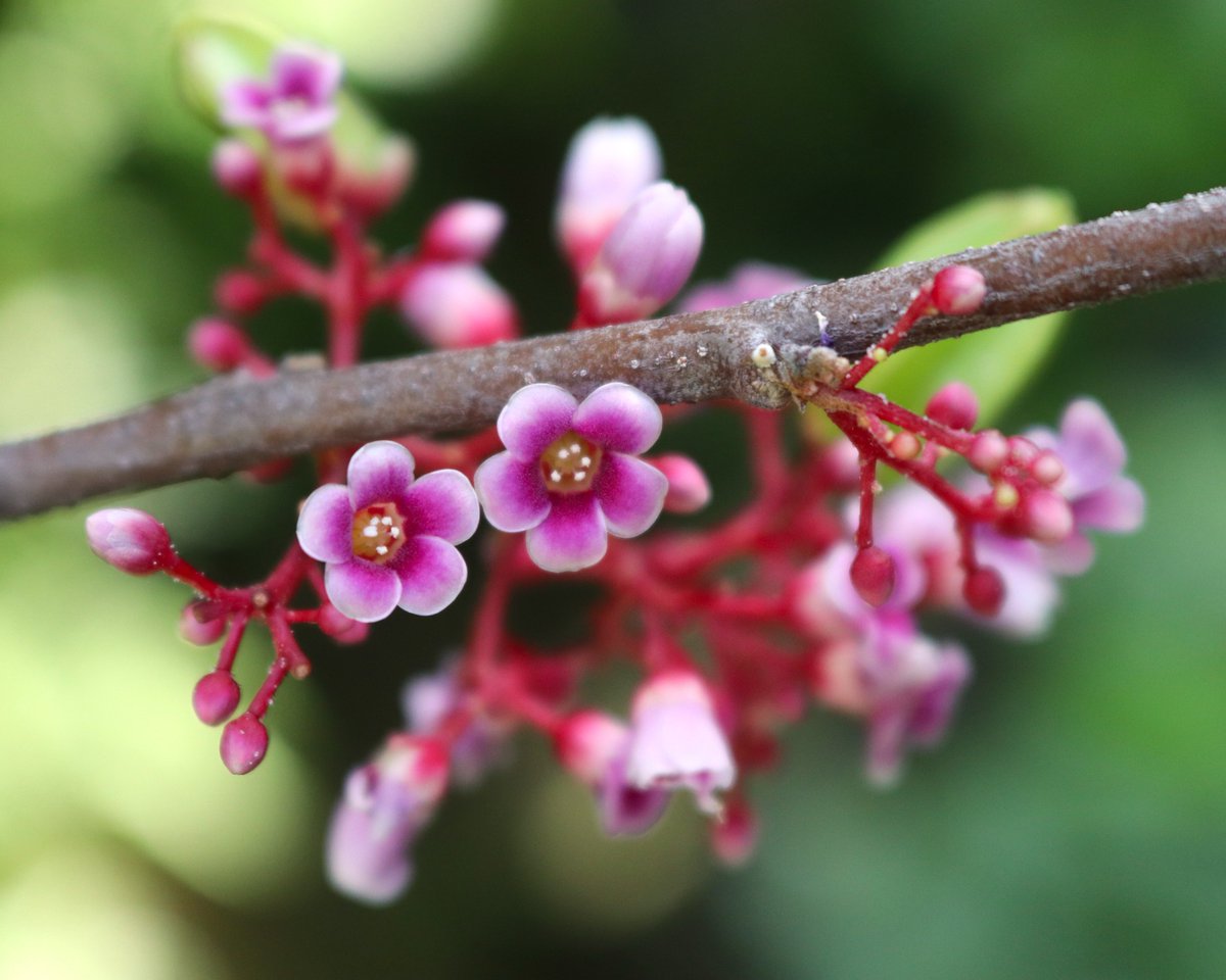 スターフルーツ
