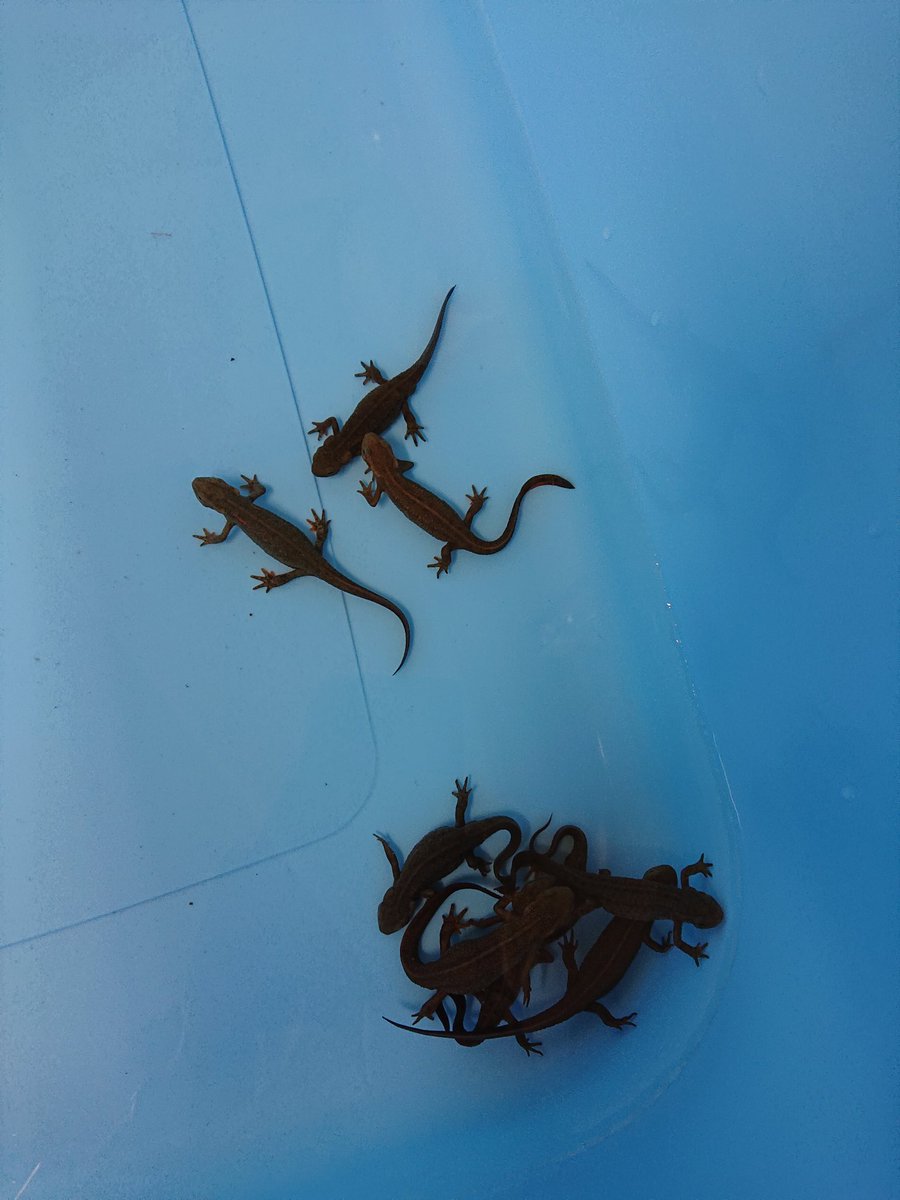 izumiya_takano's tweet image. わくわくみんなの移動水族館
3階特設会場に移動水族館がやってきました✨
魚ふれあいタッチやドクターフィッシュ体験、お魚を近くで観察して学べる機会となっております。
ぜひお越しください(し)🐠🐠🐠
開催日時:10/19(土)・20(日)10時~16時
参加費:600円(税込)
#水族館 #魚 #イズミヤsc高野