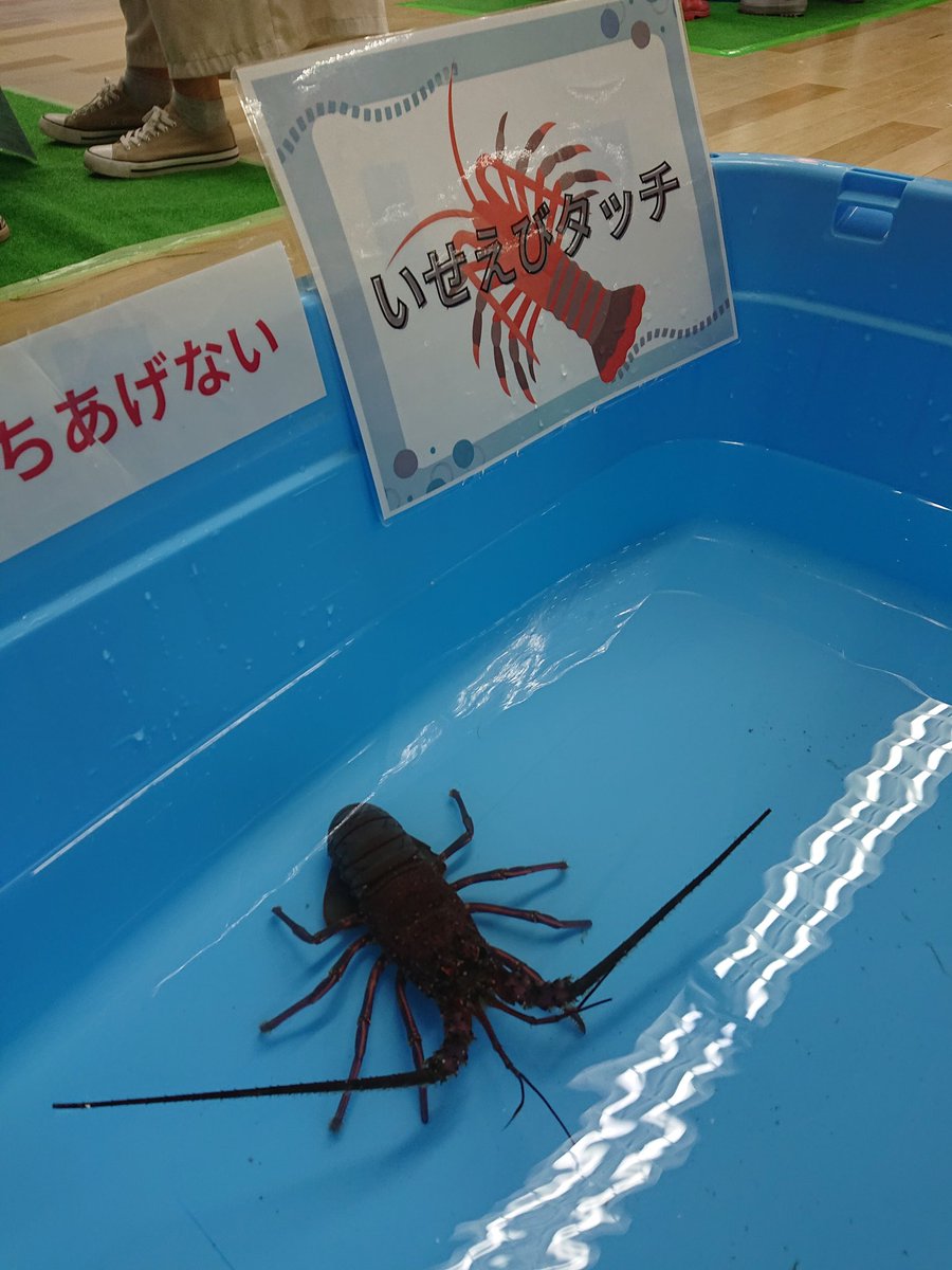 izumiya_takano's tweet image. わくわくみんなの移動水族館
3階特設会場に移動水族館がやってきました✨
魚ふれあいタッチやドクターフィッシュ体験、お魚を近くで観察して学べる機会となっております。
ぜひお越しください(し)🐠🐠🐠
開催日時:10/19(土)・20(日)10時~16時
参加費:600円(税込)
#水族館 #魚 #イズミヤsc高野