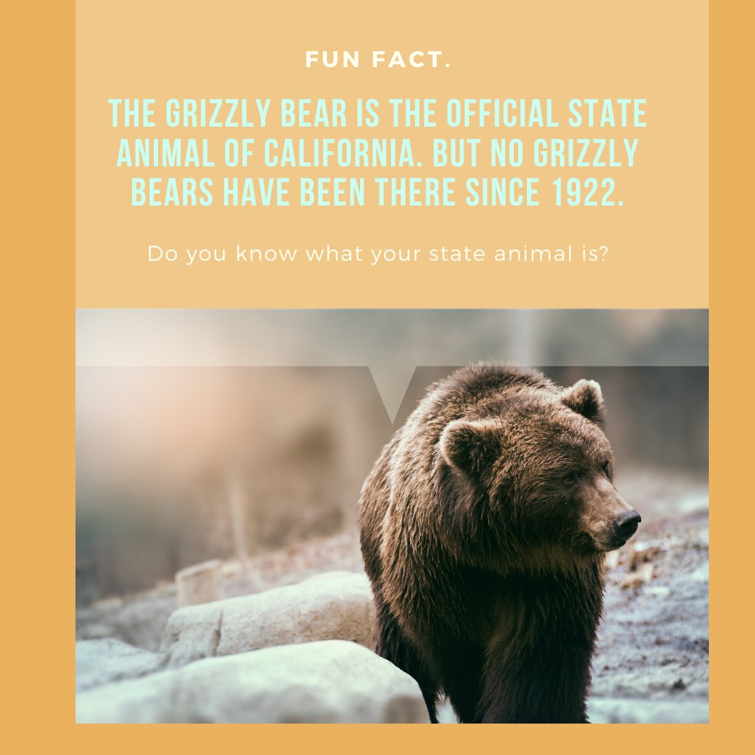 johnpeck77's tweet photo. Random fact: The grizzly bear is the official state animal of California, but no grizzly bears have been seen there since 1922. 🐻

Do you know your state animal? 🤔

#stateanimal #grizzlybear #california #bears #bear https://t.co/4PG6tuKfTM