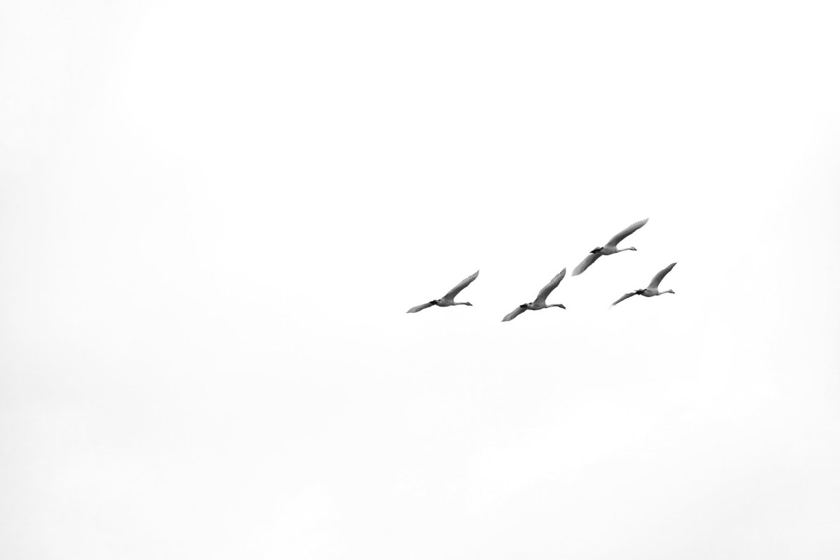 junekrisko's tweet image. Swans In Flight.
#FrameItFriday
.
.
.
#HaliburtonOntario #MyHaliburton #MyHaliburtonHighlands #HaliburtonHighlands #OnHighlands #JuneKriskoArtist #JuneKriskoPhotography #BlackAndWhite #Swans #ShareCanGeo