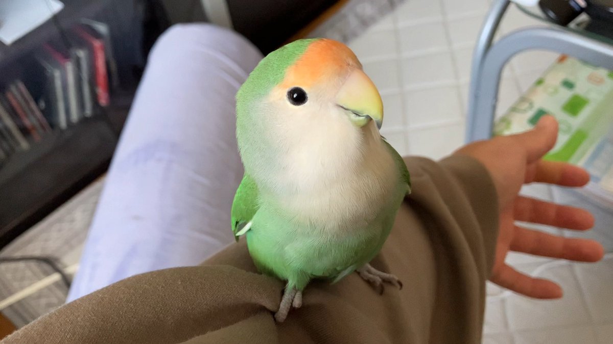 #全日本ポーズを決めた鳥選手権