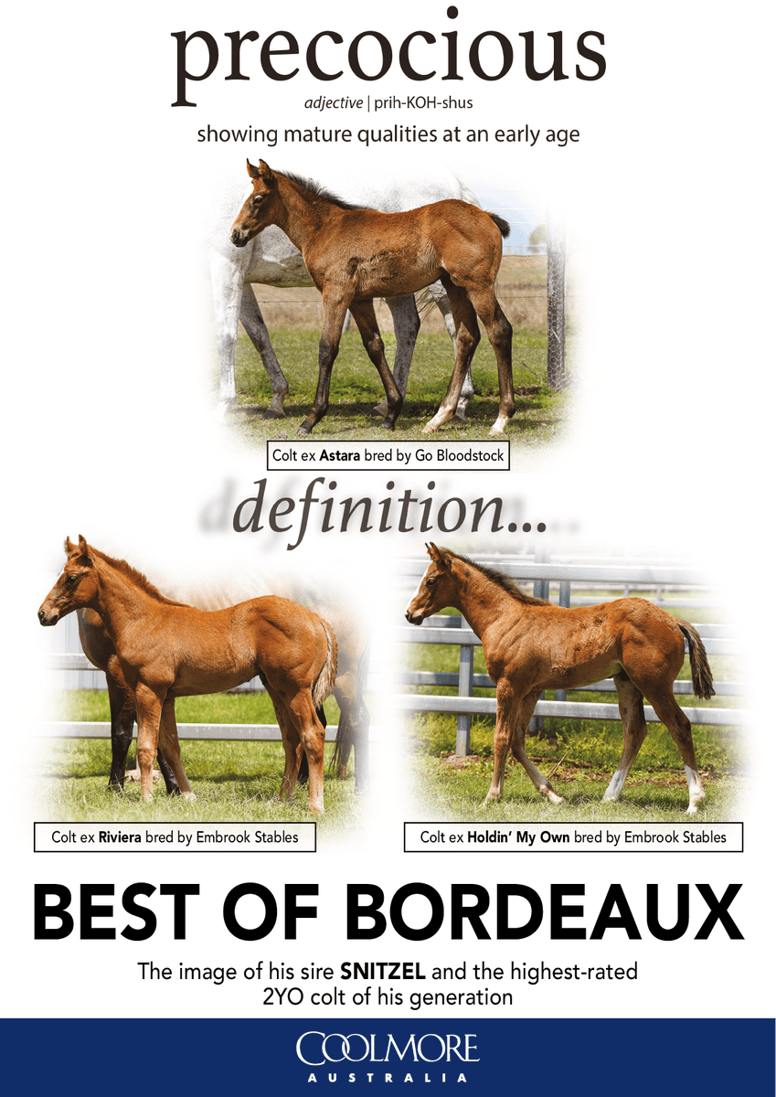 anz_news's tweet photo. 🍷 | BEST OF BORDEAUX

Precocious definition... 💨

@CoolmoreAus https://t.co/Q4PX9AOYS8