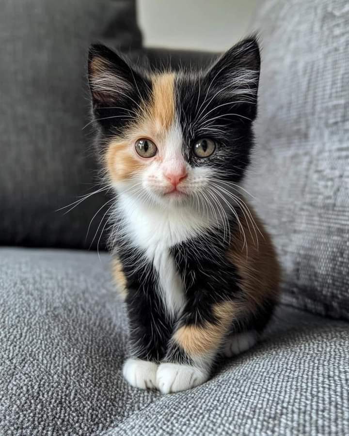 Happy Cat 🐱💟 tweet media