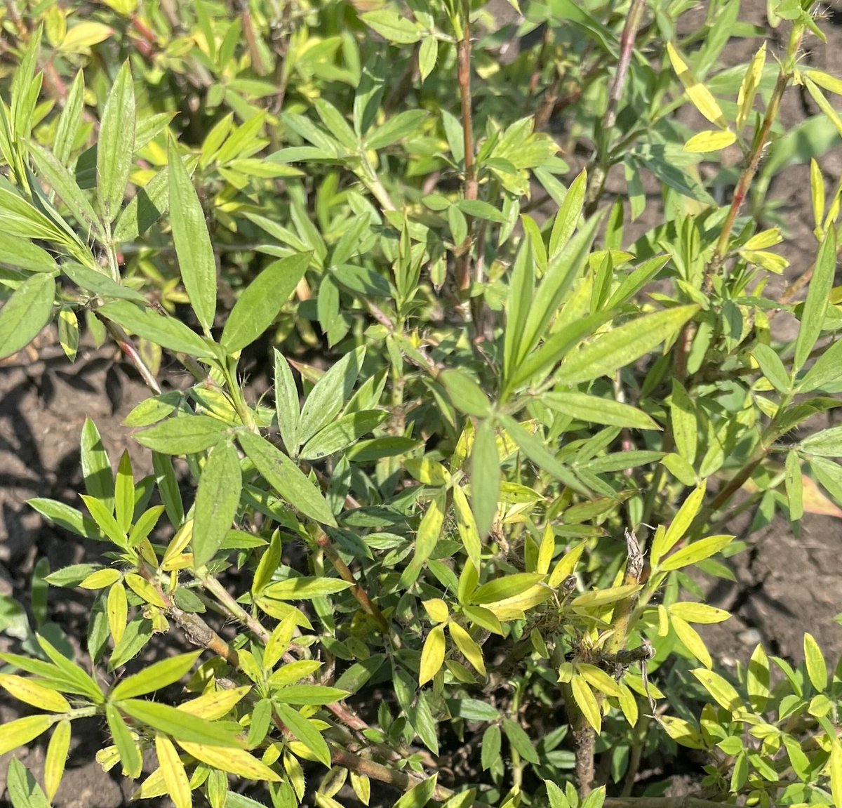 FutureBeef's tweet photo. Want your pastures to thrive? Plan now! Legumes can boost pasture production by 50-100% &amp; increase liveweight gains. Visit here for tips 👉 https://t.co/Je6FCDABoL

@meatlivestock
@DAFQld

#qldpastures #pastureresilience #pasturedieback #pasturescience #qldbeefindustry #QldAgTech https://t.co/IVyBX3WLGC