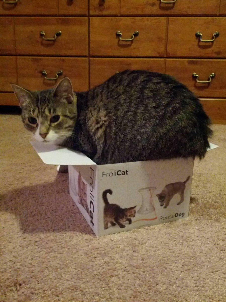 boturitter's tweet photo. This cat is living the dream! 😹 #catlife #boxlife #spoiled https://t.co/eNRkgNq7zZ
