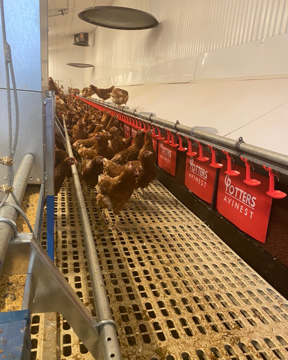 Potters Poultry tweet media