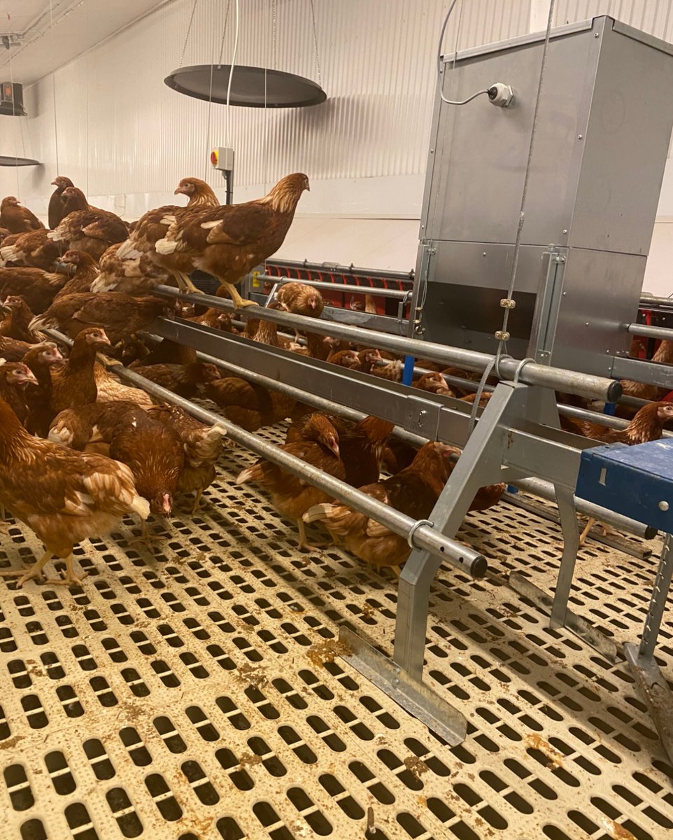 Potters Poultry tweet media