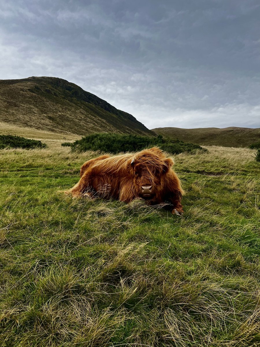 Saia kocia mama 🐻🌿✨ tweet media