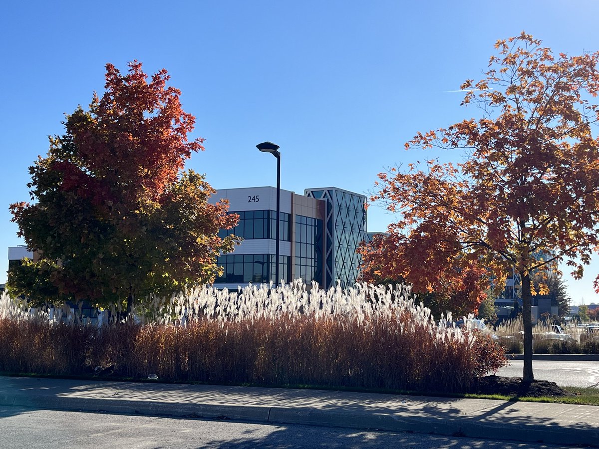 Spectacular day for a fall walk🍂