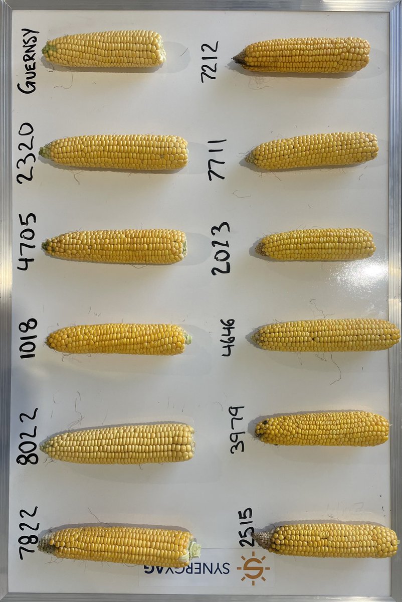 We got our 2024 corn silage trial off and we can’t wait to share the results! Contact a SynergyAG Provost rep to learn more about our trial and the varieties in it.