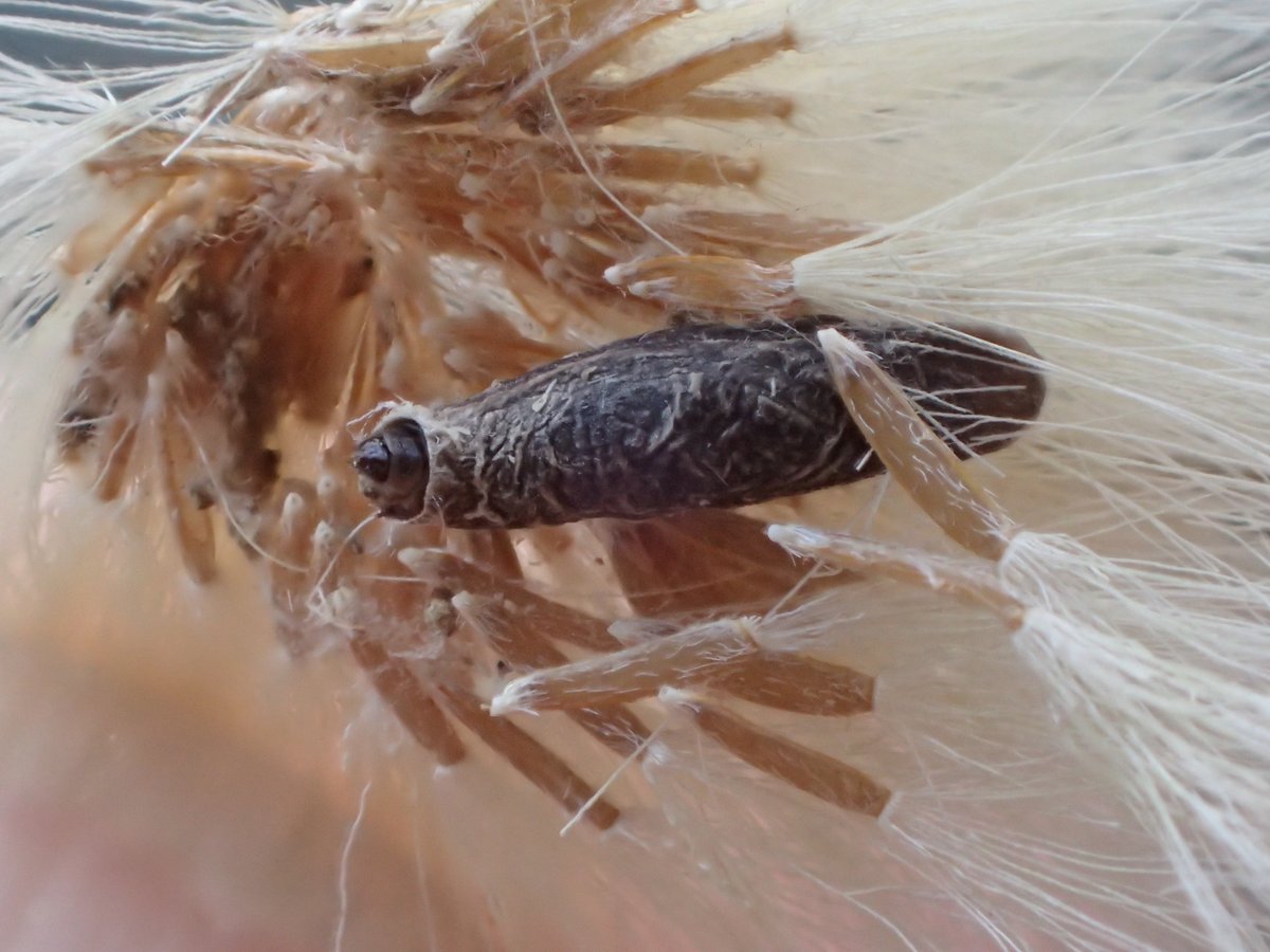 The rarely recorded (or rarely looked for?) larva of Coleophora squamosella. It feeds within the seedheads of Blue Fleabane.