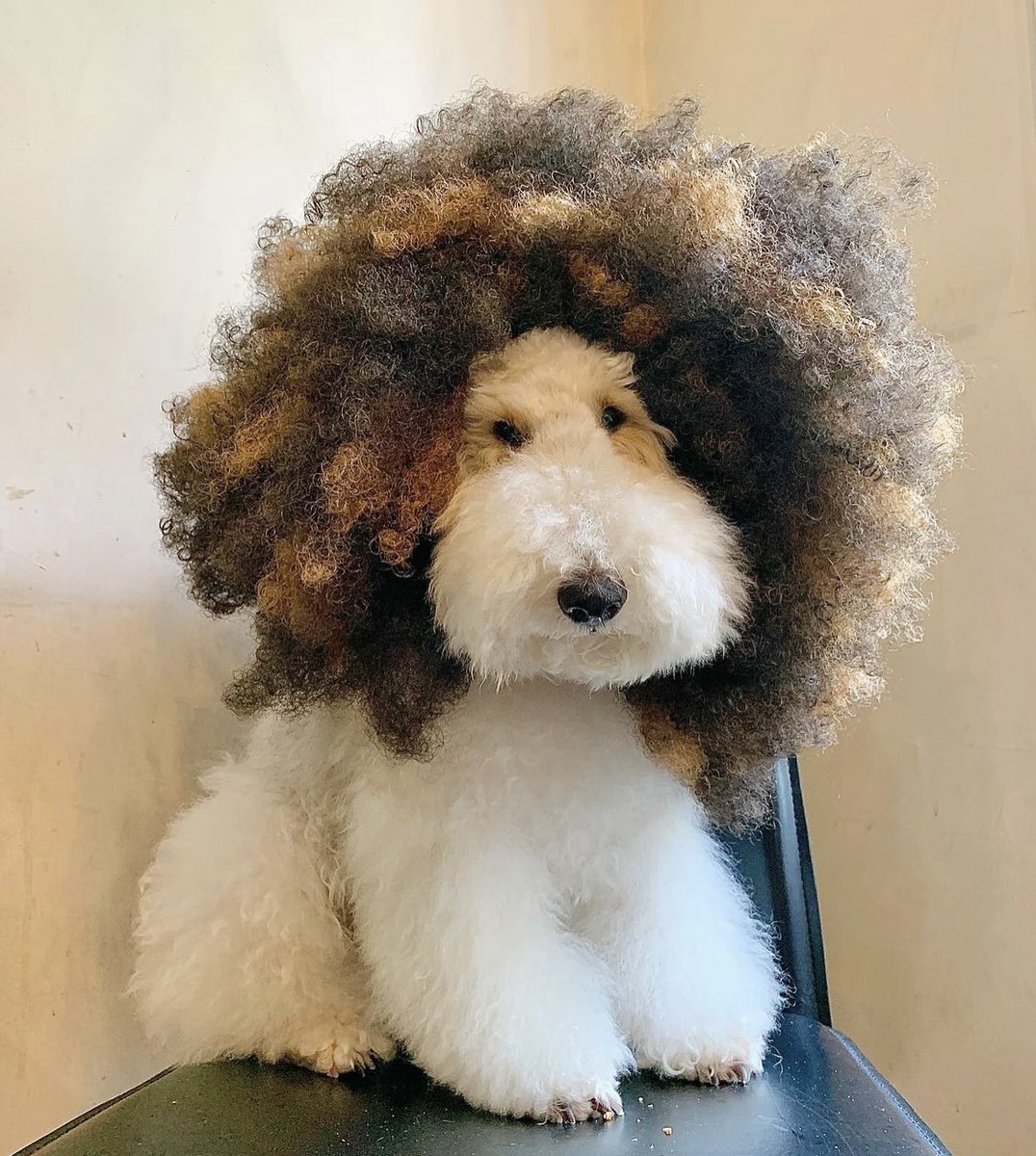 hashtagdogcoin's tweet photo. Bro is ready to paint some happy little trees

#dog https://t.co/ItS4PrblFp
