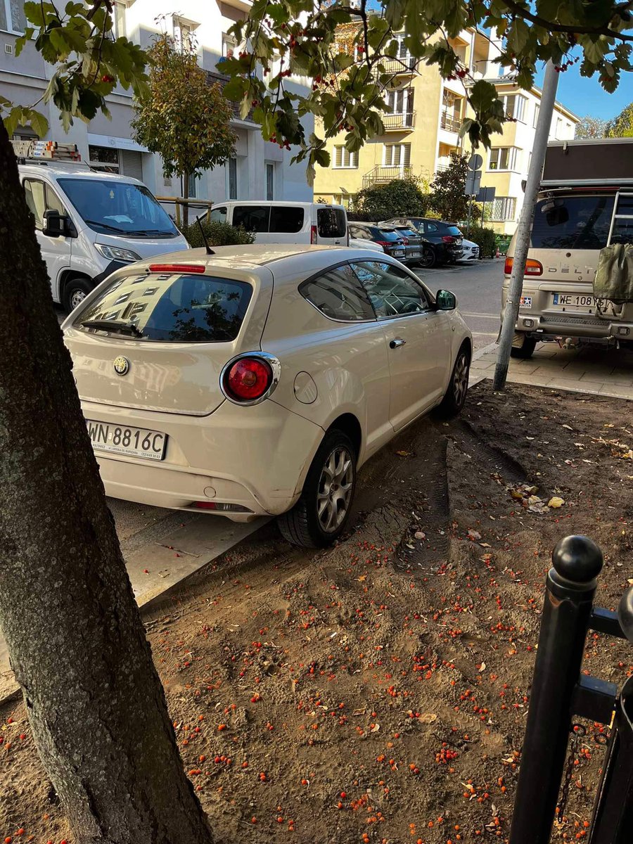 PulawskaSM's tweet photo. Urząd Dzielnicy Mokotów zrobił rozpłytowania na Belgijskiej pod nowe nasadzenia. 

Dzicz już tu jest. https://t.co/Bu4Yx6EmQb