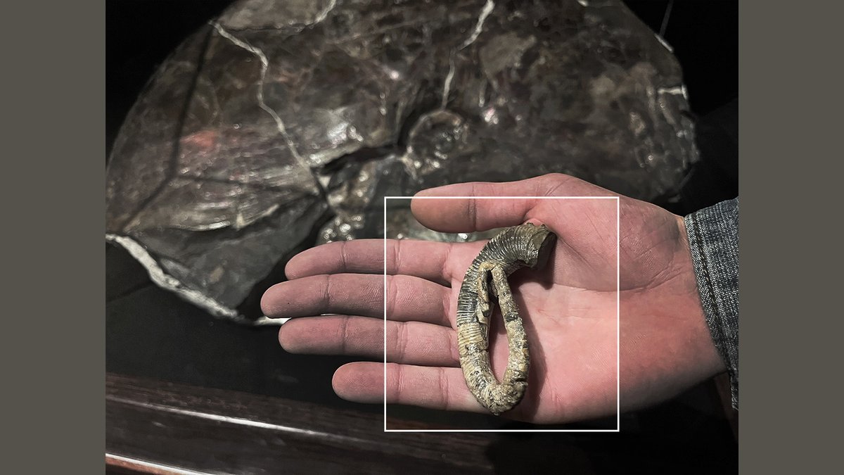 Happy #FossilFriday! #Ammonites were shelled #cephalopods🐙 that existed for ~430 million years.  The shells of these octopus relatives came in a variety of shapes. #MORIV3299 is a specimen of #Didymoceras, an ammonite with a shell that coiled to a “paperclip📎” shape at the end.