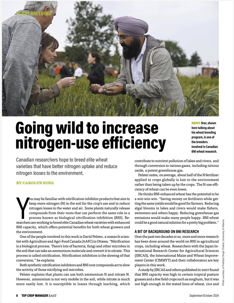 Gurcharn Singh Brar ਗੁਰਚਰਨ ਸਿੰਘ ਬਰਾੜ (@gurcharn_brar) on Twitter photo If you want to read about what we are trying to do for reducing emissions from wheat agriculture, read this article: shorturl.at/cbEIi
Stay tuned for exciting results on BNI wheat in coming years- <a href="/CurtisPozniak/">Curtis Pozniak</a> <a href="/LabUhrig/">UhrigLab</a> <a href="/GorimLinda/">Linda Gorim</a> <a href="/malinda2280/">Malinda T.</a> <a href="/CBL_UA/">UAlberta Cereal Breeding Lab (CBL)</a>, David Pelster. If you want to read about what we are trying to do for reducing emissions from wheat agriculture, read this article: shorturl.at/cbEIi
Stay tuned for exciting results on BNI wheat in coming years- <a href="/CurtisPozniak/">Curtis Pozniak</a> <a href="/LabUhrig/">UhrigLab</a> <a href="/GorimLinda/">Linda Gorim</a> <a href="/malinda2280/">Malinda T.</a> <a href="/CBL_UA/">UAlberta Cereal Breeding Lab (CBL)</a>, David Pelster.