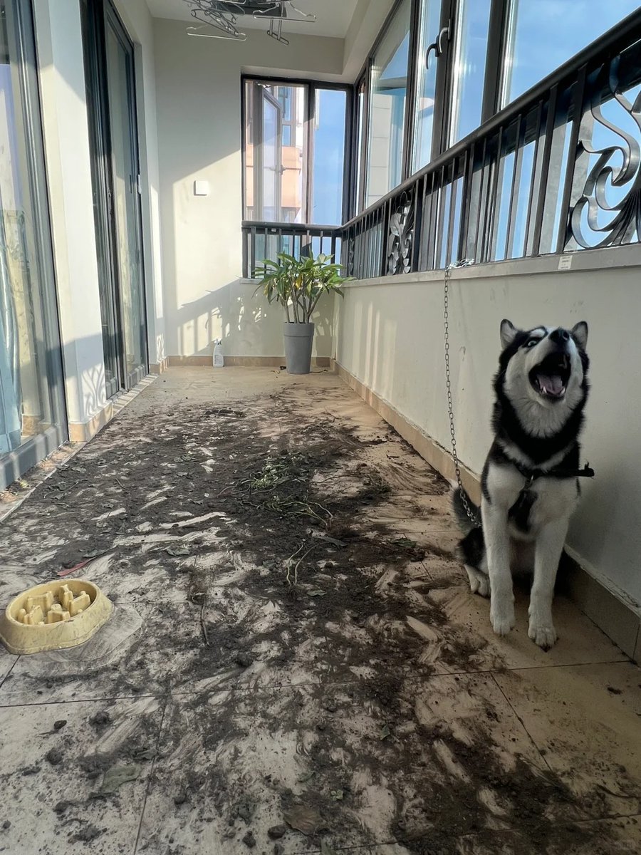 Cindy32469498's tweet image. Anyone want to adopt a dog?😤😤😤I almost crazy !!!