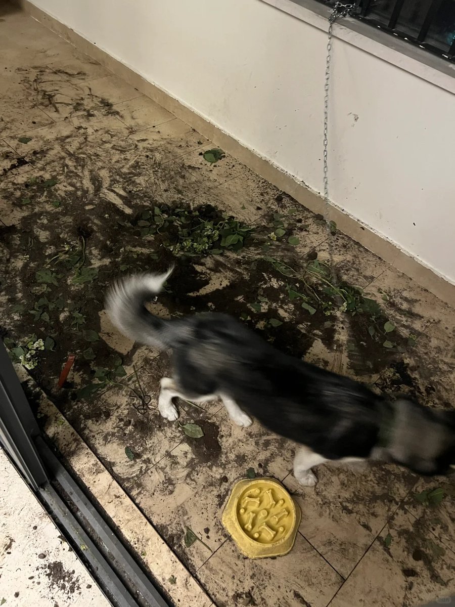 Cindy32469498's tweet image. Anyone want to adopt a dog?😤😤😤I almost crazy !!!