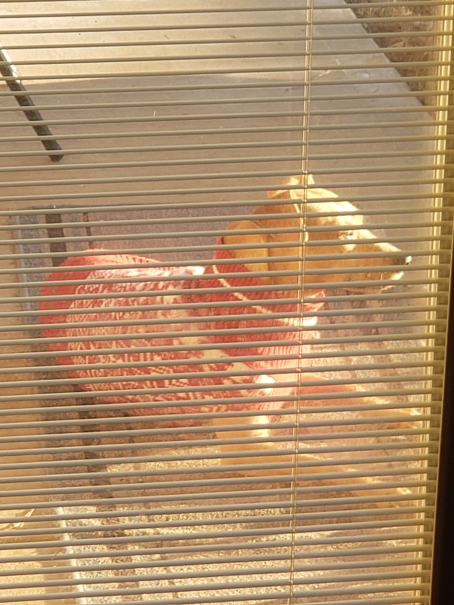 Maxwell reflecting on his last couple weeks state side. Will there be big parks in Germany he may be wondering. He's ready for Christmas either way.