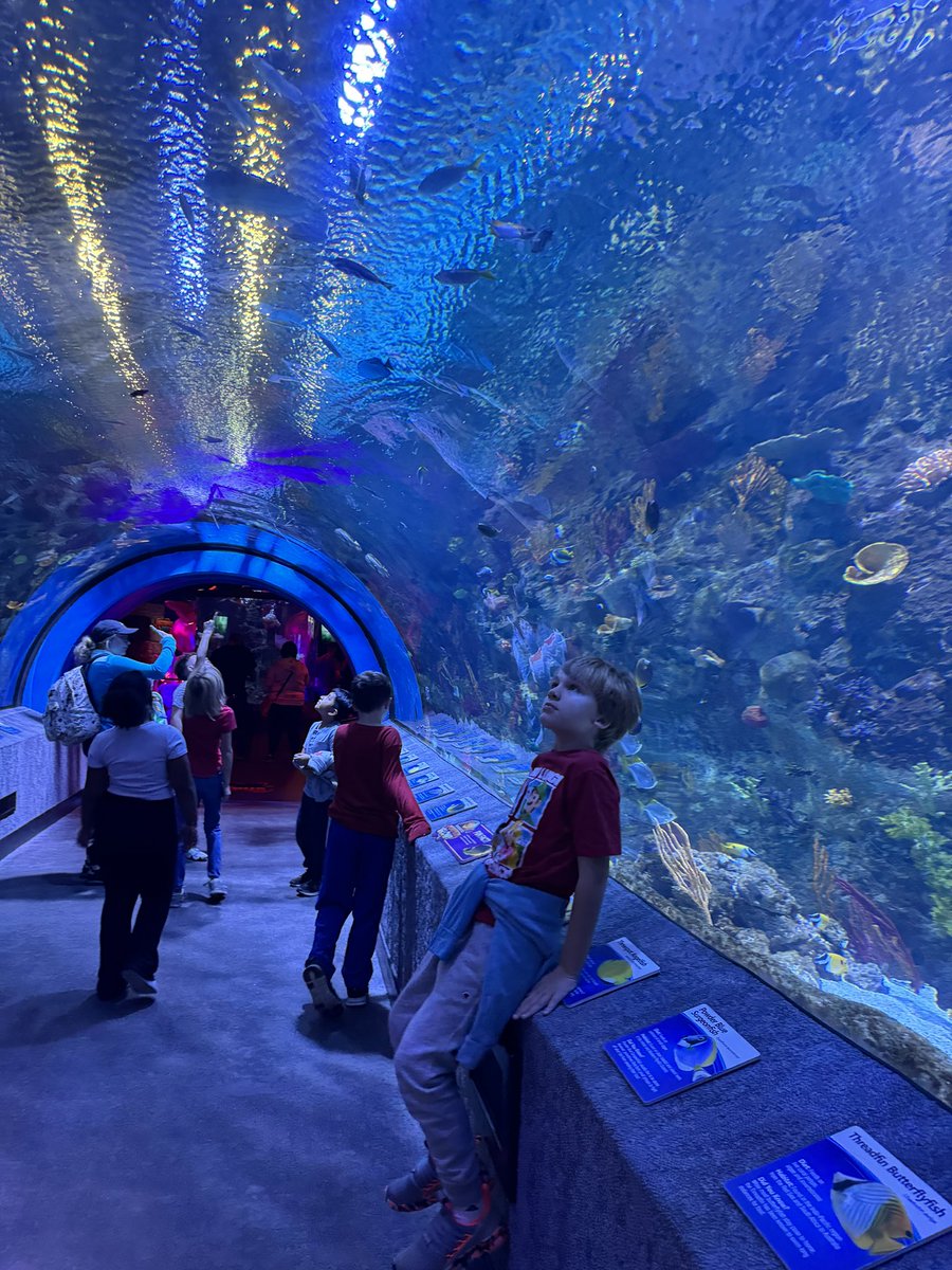 Mrs_Scanlon1's tweet photo. Ending @Amplify Unit 2: Animal Classification with a day at the @NewportAquarium! We had the BEST time exploring and expanding on our learning🪸✨🐟 

“Look! There’s a school of fish!”

“That shark has a backbone which means it’s a vertebrate animal.”

“This the best day ever!” https://t.co/zlti6fotZZ
