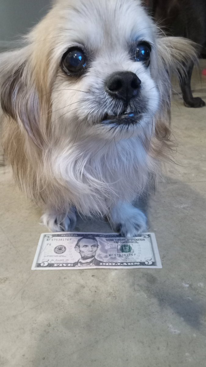 DomesticDogMom's tweet photo. Ariel donated her 5$ to @LolaPatolla today #fivefridays https://t.co/ENp4CQTyBF