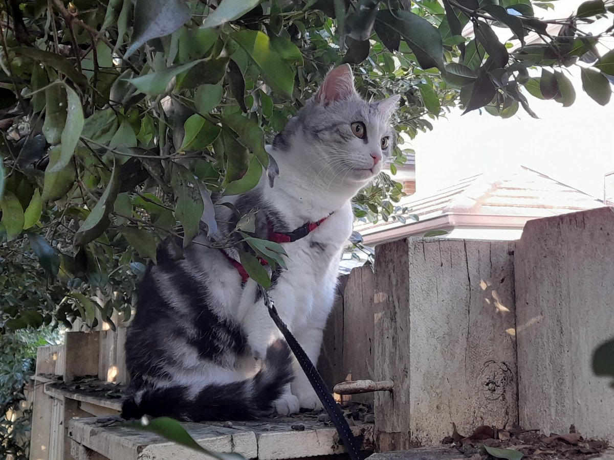 Writing Wombat tweet media