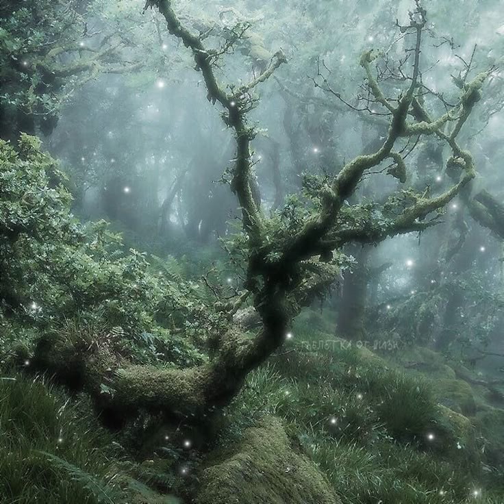 mystic forest.ྀ࿐