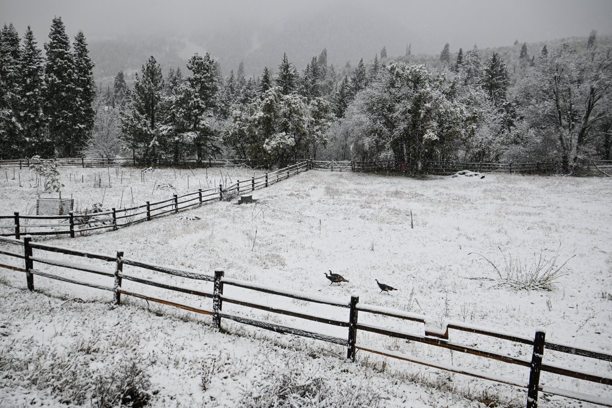 workingitoutnow's tweet photo. Snow this morning on the Alpine Loop. #snow #weather #mountains #alpineloop #utwx #turkeys #fall #winter #provo #beaUTAHful https://t.co/kGpn2kXYcc