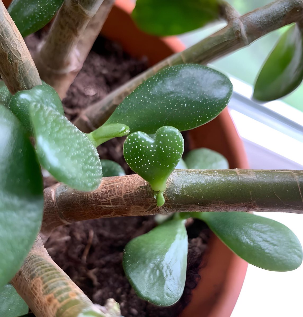 Өглөөний мэнд