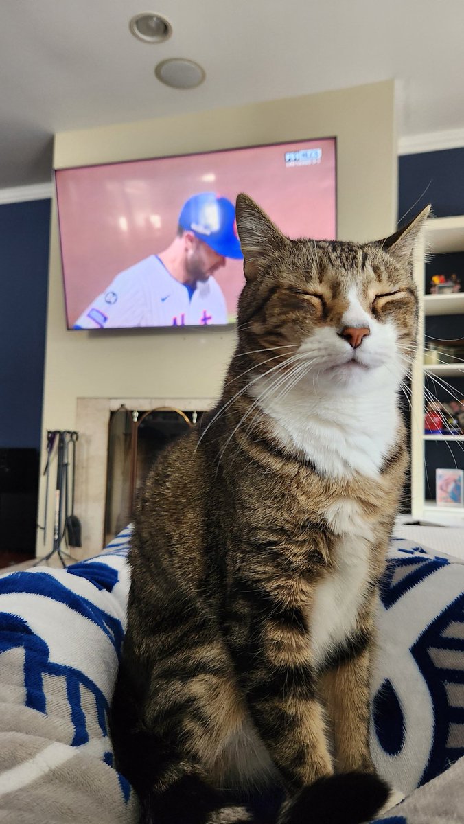 Rally Cat tweet media