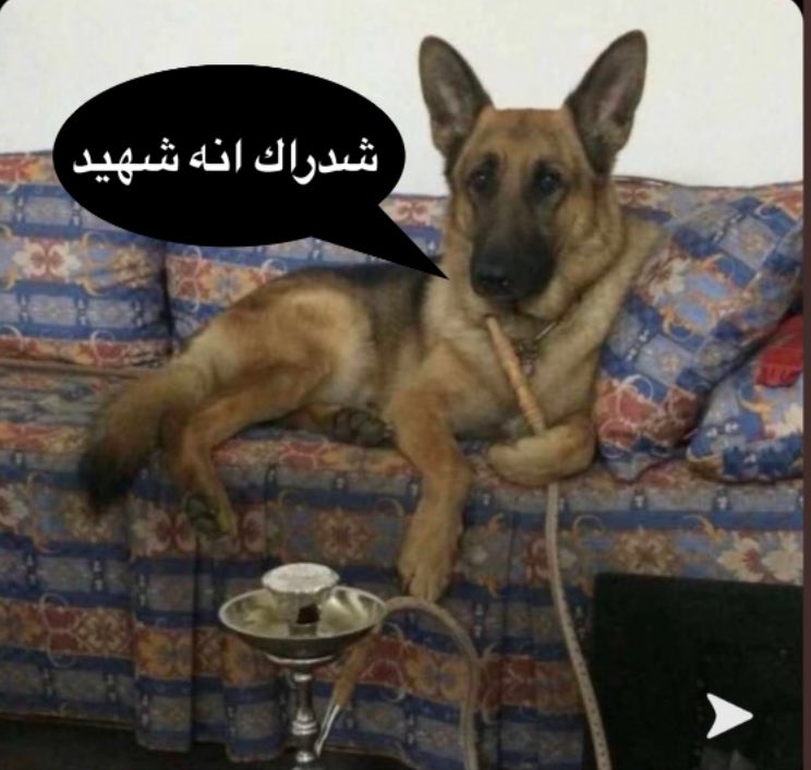 يموت بحادث سياره وهو رايح الدوام يكتب: ورحل شهيد الواجب

يموت مجاهد ضد الصهاينه يقول :