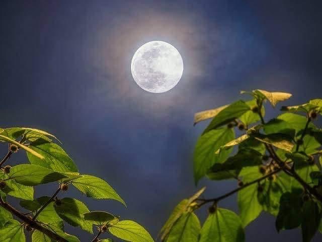 पूर्णिमा का चांद देखने पर मिल जाती है महबूब,
ये बात सुन कर मैंने कई दफा देखी है तस्वीर उसकी..