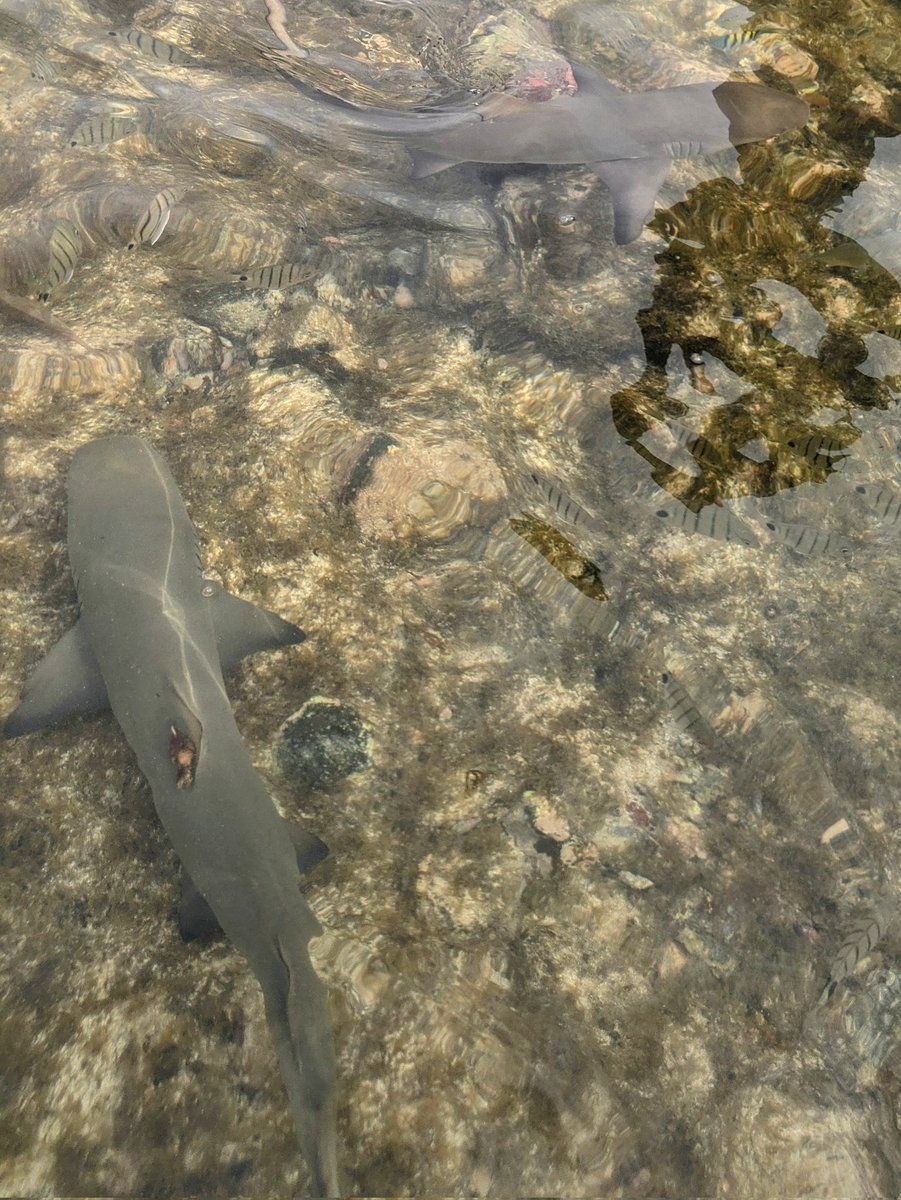 Got to see lots of lemon sharks today! So adorable.